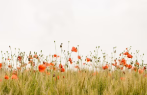 Kasih Sayang Terhadap Sesama